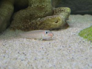 Xenotilapia bathyphilus 'blue lips'-самка с икрой