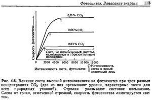 Влияние света на фотосинтез