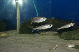 Benthochromis tricoti