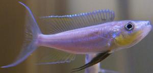 дикарь Benthochromis tricoti