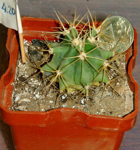 ferocactus glaucescens