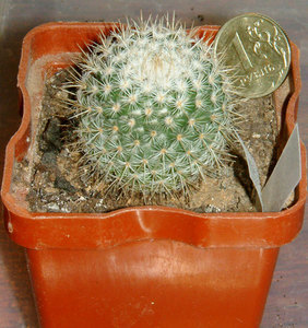 Mammillaria albilanata