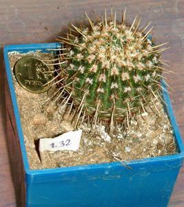 Notocactus floricomus