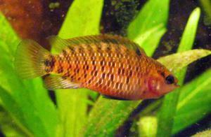 badis siamensis male