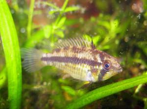 apistogramma kakadu