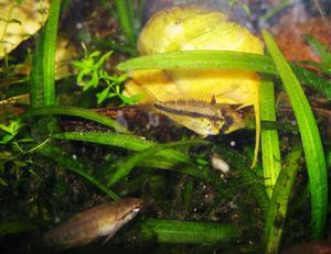 apistogramma kakadu