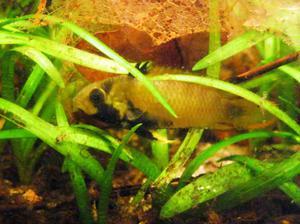 apistogramma panduro