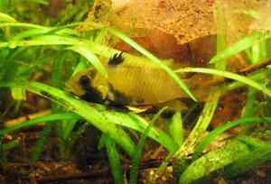 apistogramma panduro