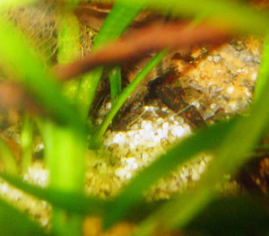 apistogramma panduro