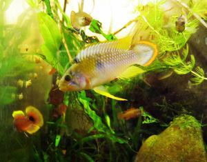 apistogramma panduro