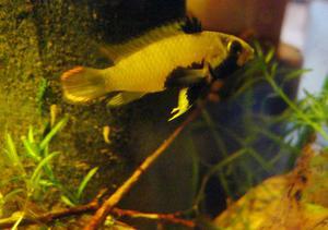 apistogramma panduro