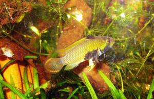 apistogramma panduro