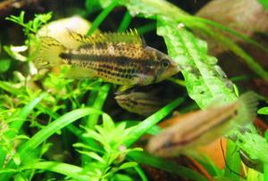 apistogramma kakadu