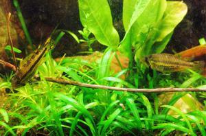 apistogramma kakadu