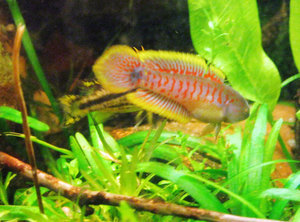 apistogramma kakadu