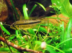 apistogramma kakadu