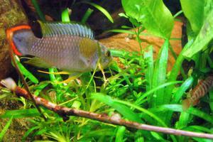 apistogramma panduro