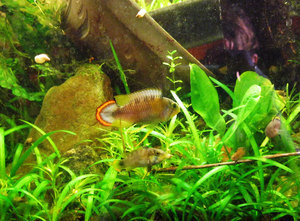 apistogramma panduro