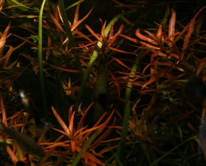 Ludwigia arcuata