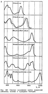 Спектр для водорослей