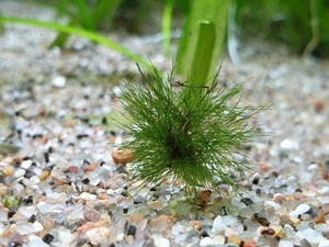 Фотографии наших красивых водорослей.