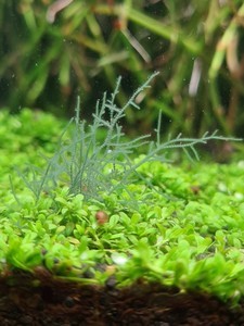 Фотографии наших красивых водорослей.