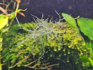 Фотографии наших красивых водорослей.