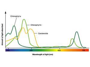 спектр поглощения хлорофилов