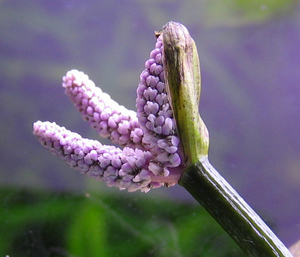 Цветок Aponogeton Henkeleanus