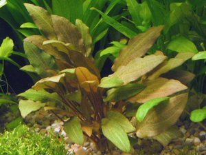 Cryptocoryne beckettii