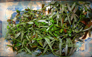 Hygrophila polysperma «Rosa Nervis»