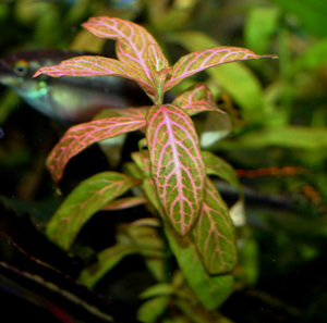 Hygrophila polysperma 'Rosanervig'