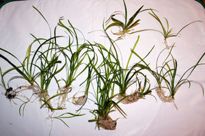 SAGITTARIA SUBULATA