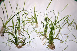 SAGITTARIA SUBULATA