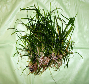 SAGITTARIA SUBULATA