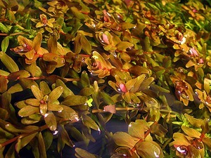 Rotala rotundifolia