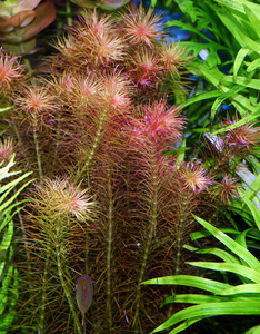 Rotala wallichii