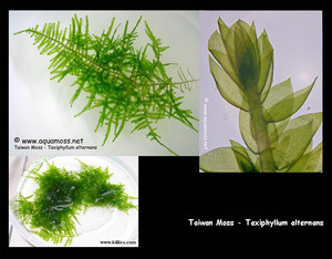 Taiwan Moss, Таиваньский мох.