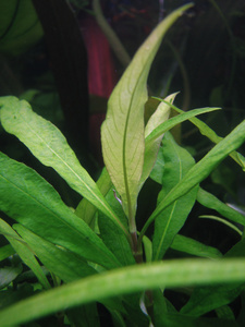 Hygrophila corymbosa ''Aroma'' (?) или guianensis (?)