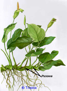 Anubias barteri ver. nana-rhyzome