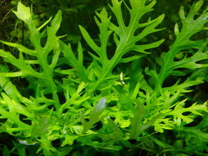 Hygrophila difformis