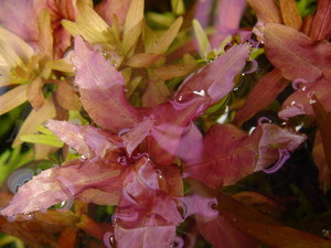 Rotala macrandra