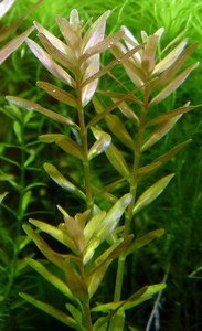 Rotala indica