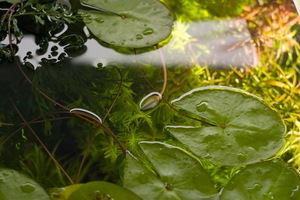 nymphaea micrantha