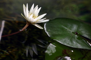 nymphaea micrantha