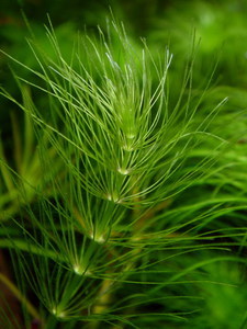 Bacopa myriophylloides