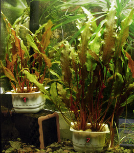 Cryptocoryne wendtii