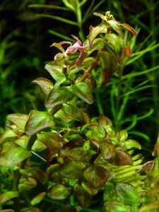 Rotala rotundifolia sp.