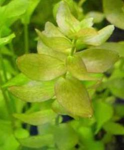 Bacopa_caroliniana