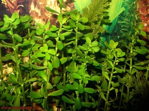 Bacopa